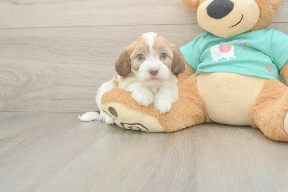 Popular Havapoo Poodle Mix Pup