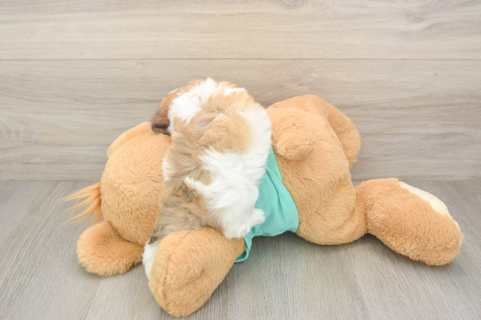 Havapoo Puppy for Adoption