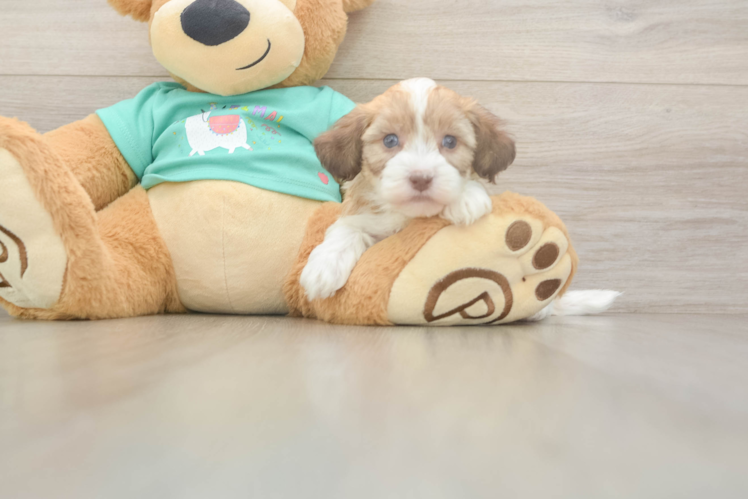 Friendly Havapoo Baby