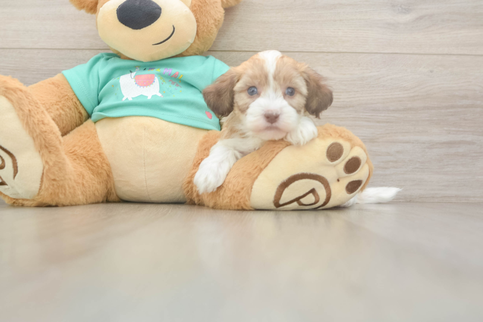 Friendly Havapoo Baby