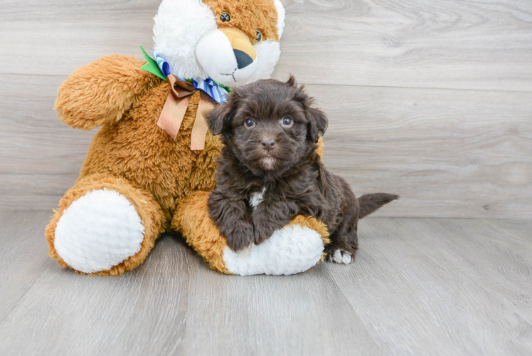 Cute Havapoo Baby