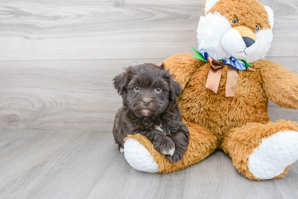 Cute Havanese Poodle Mix Puppy