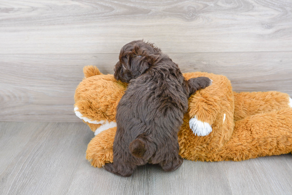 Cute Havapoo Poodle Mix Pup