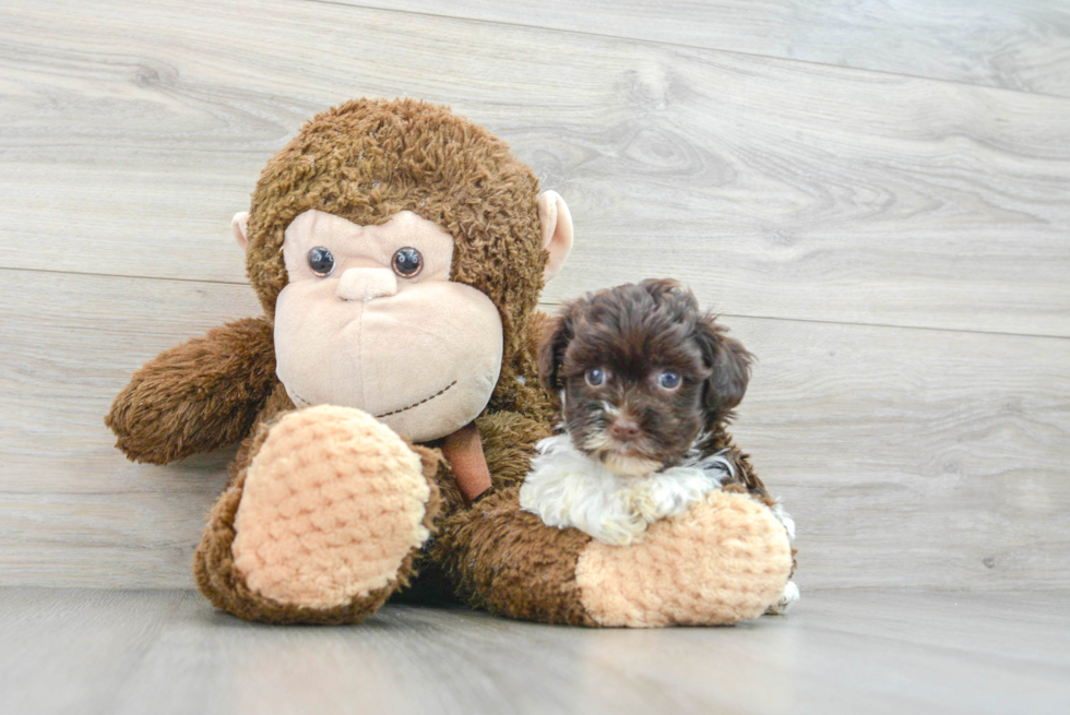 Playful Havanese Poodle Mix Puppy