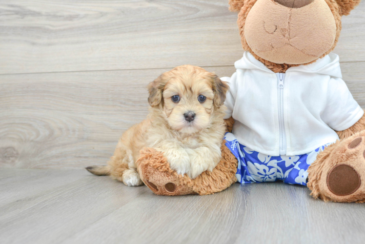 Cute Havapoo Baby