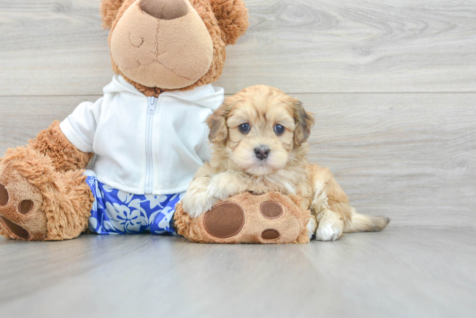 Havapoo Puppy for Adoption