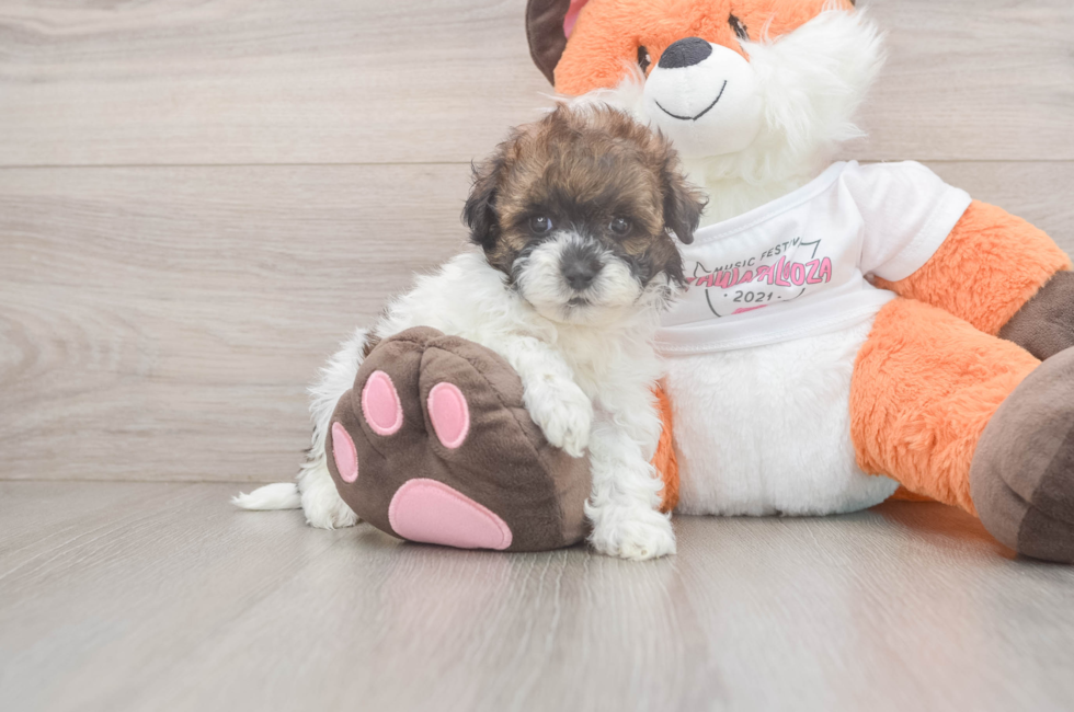 5 week old Havapoo Puppy For Sale - Premier Pups