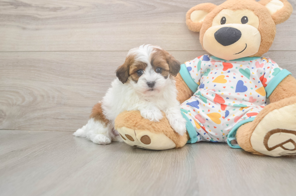 5 week old Havapoo Puppy For Sale - Premier Pups