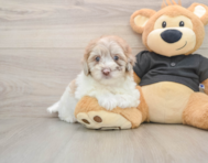 7 week old Havapoo Puppy For Sale - Premier Pups