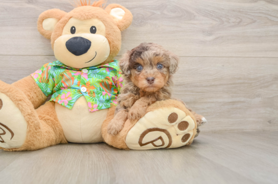 Havapoo Puppy for Adoption