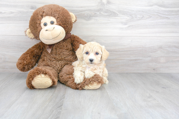 Funny Havapoo Poodle Mix Pup