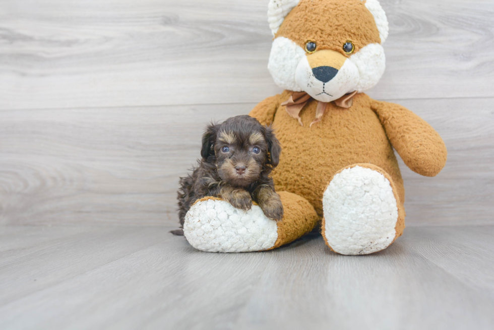 Adorable Havadoodle Poodle Mix Puppy