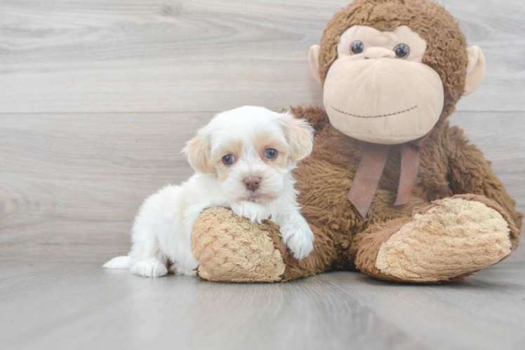 Little Havanese Poodle Mix Puppy