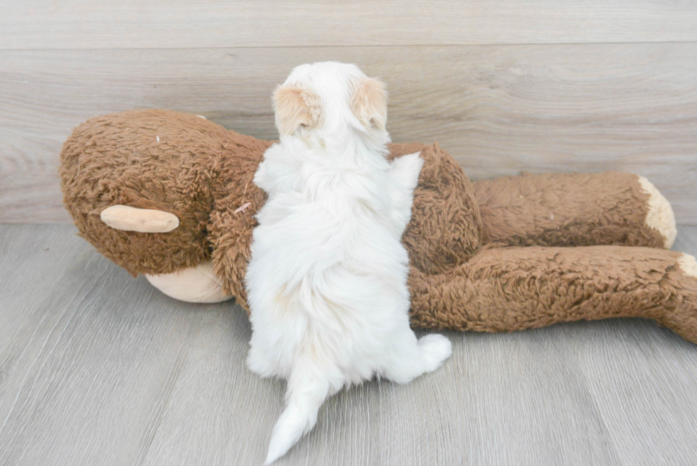 Fluffy Havapoo Poodle Mix Pup