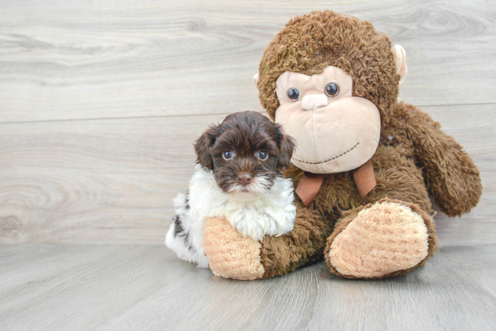 Energetic Havanese Poodle Mix Puppy