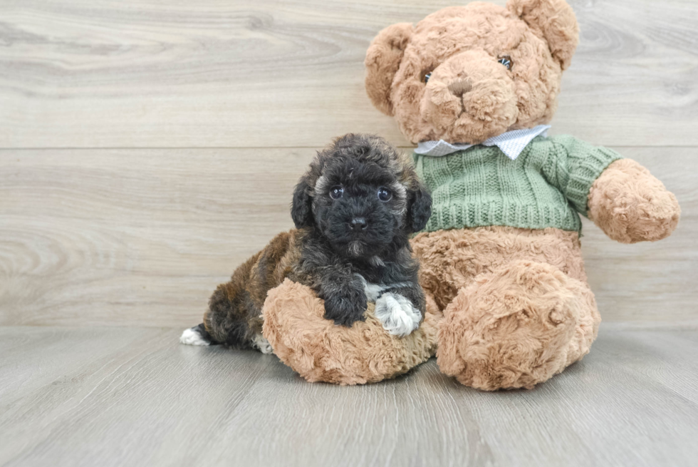 Playful Havadoodle Poodle Mix Puppy