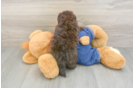 Energetic Havadoodle Poodle Mix Puppy
