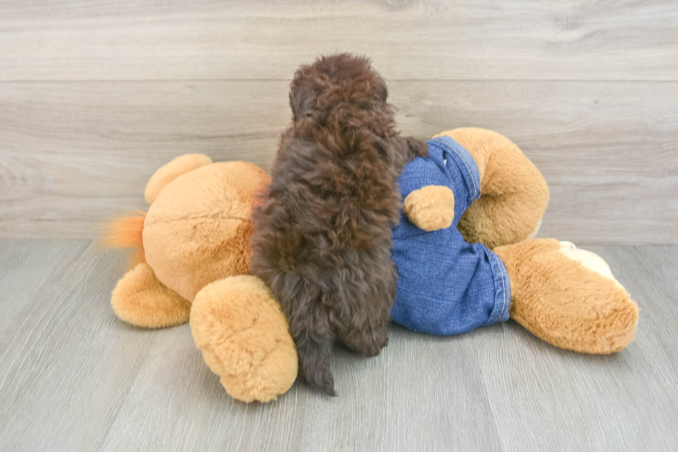 Energetic Havadoodle Poodle Mix Puppy