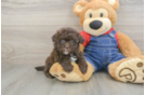 Havapoo Puppy for Adoption