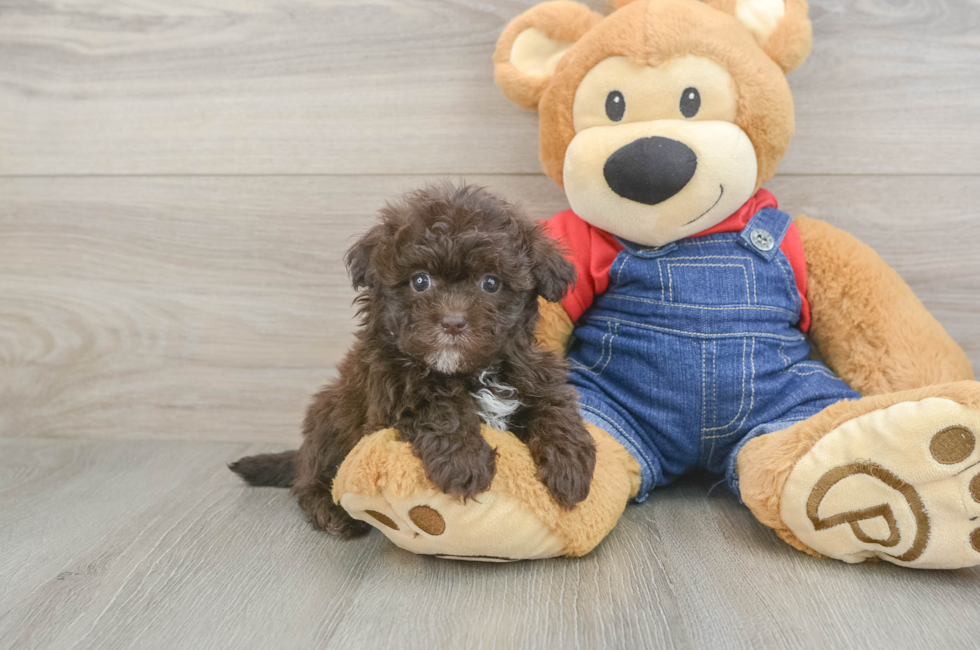 5 week old Havapoo Puppy For Sale - Premier Pups