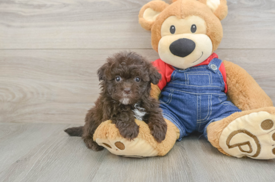 Havapoo Puppy for Adoption