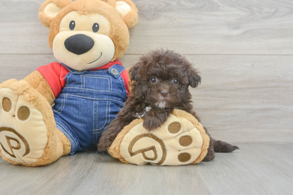 Playful Havadoodle Poodle Mix Puppy