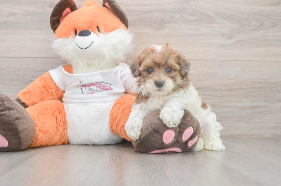 5 week old Havapoo Puppy For Sale - Premier Pups