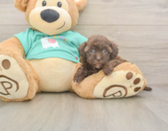 7 week old Havapoo Puppy For Sale - Premier Pups