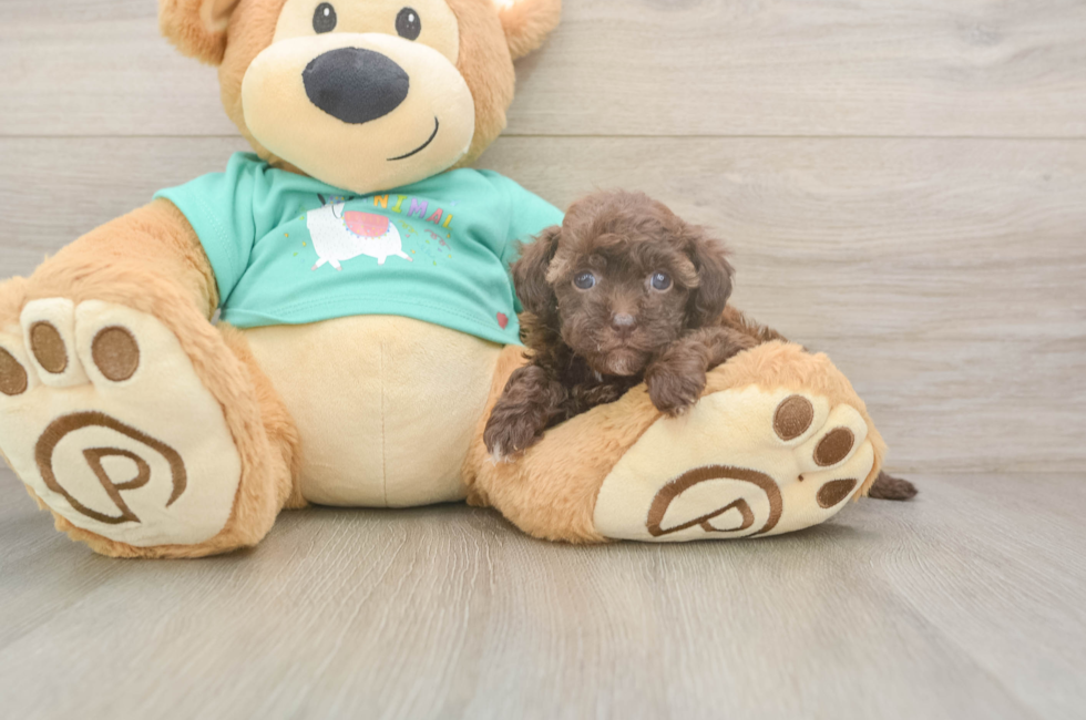 5 week old Havapoo Puppy For Sale - Premier Pups
