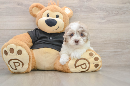 Havapoo Pup Being Cute