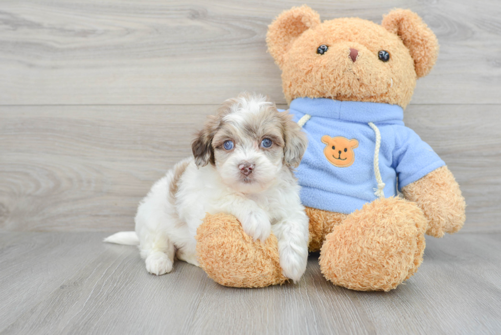 Havapoo Pup Being Cute