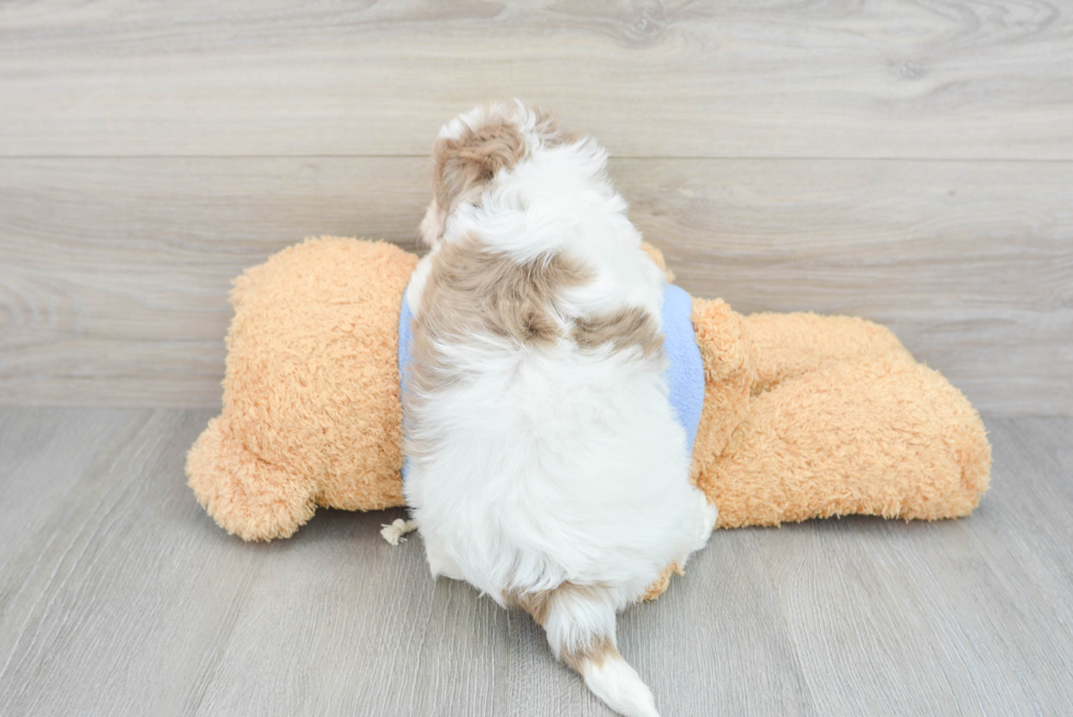 Little Havanese Poodle Mix Puppy