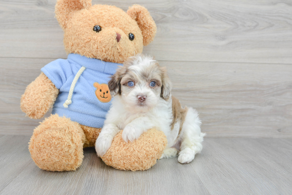 Hypoallergenic Havadoodle Poodle Mix Puppy