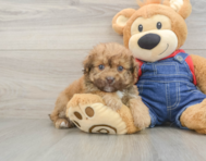 8 week old Havapoo Puppy For Sale - Premier Pups