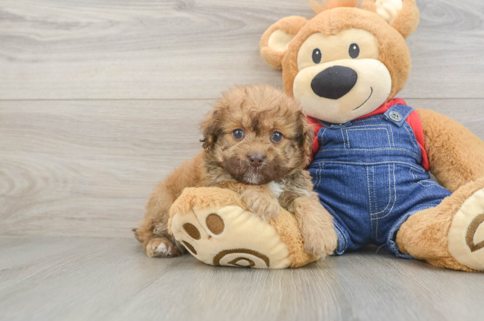 5 week old Havapoo Puppy For Sale - Premier Pups
