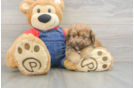Funny Havapoo Poodle Mix Pup