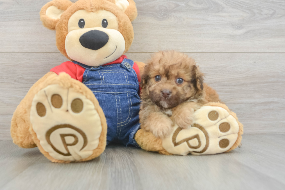 Funny Havapoo Poodle Mix Pup