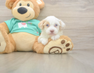7 week old Havapoo Puppy For Sale - Premier Pups