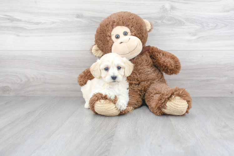 Fluffy Havapoo Poodle Mix Pup