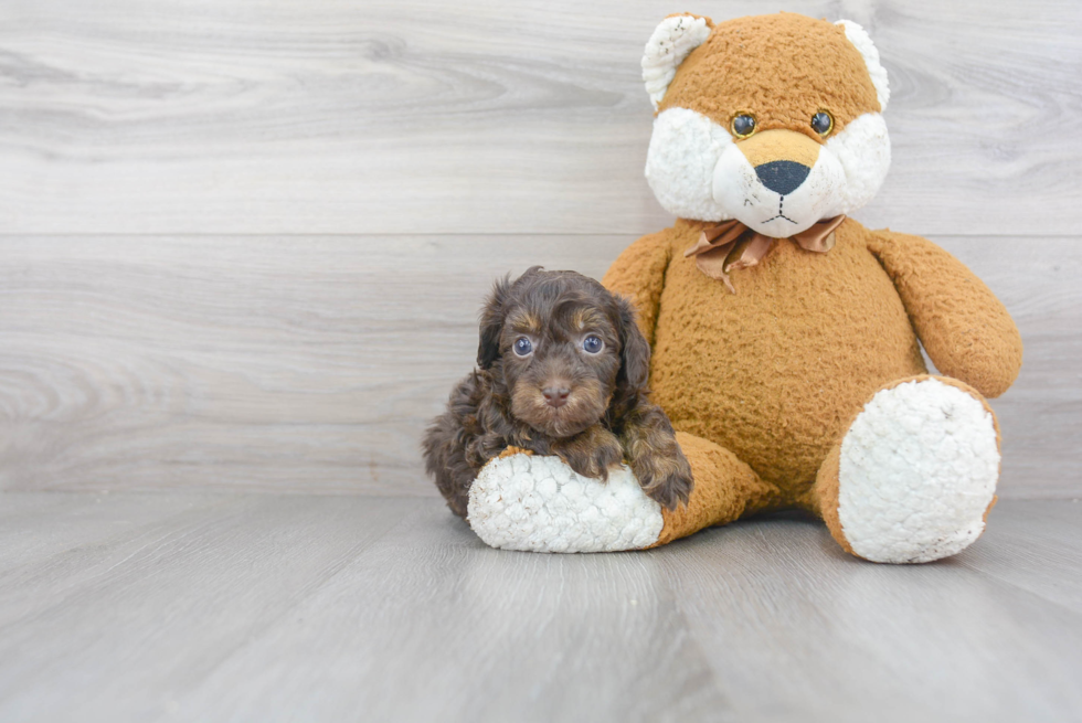 Energetic Havadoodle Poodle Mix Puppy
