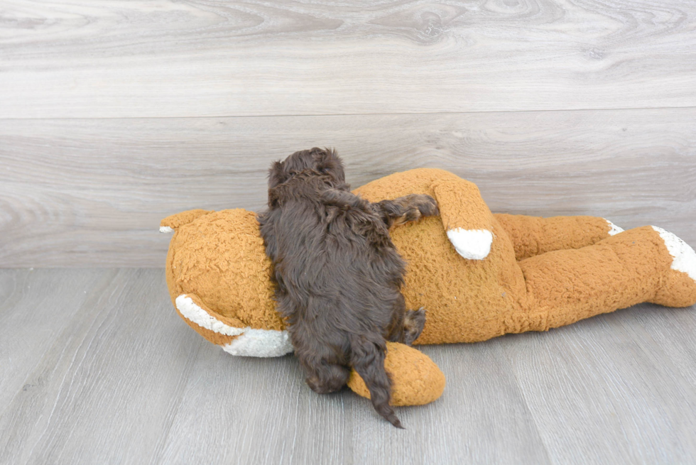Havapoo Puppy for Adoption