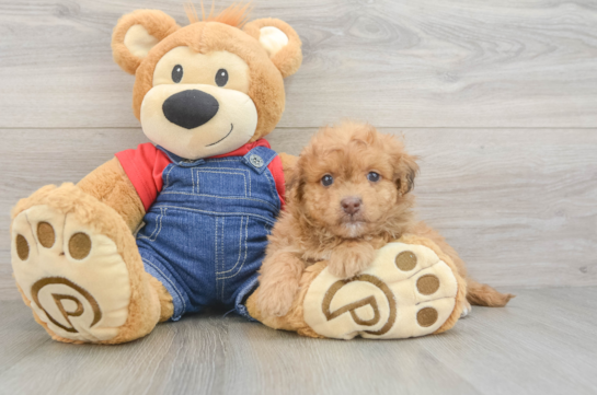 Fluffy Havapoo Poodle Mix Pup