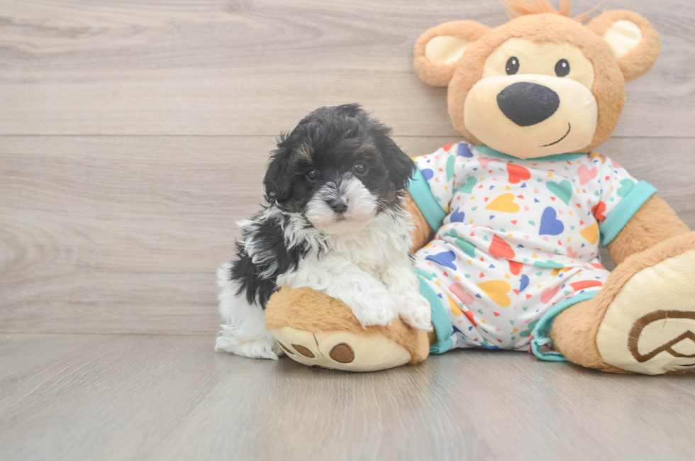 5 week old Havapoo Puppy For Sale - Premier Pups