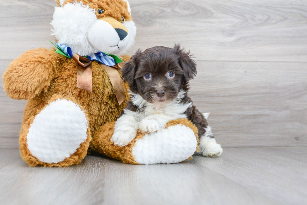 Hypoallergenic Havadoodle Poodle Mix Puppy