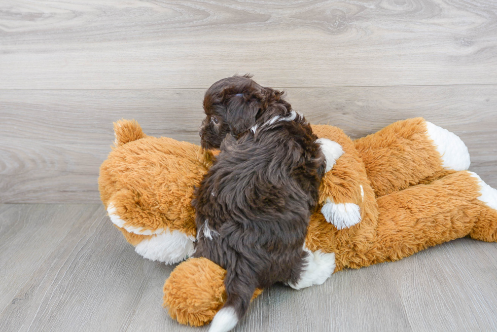 Smart Havapoo Poodle Mix Pup