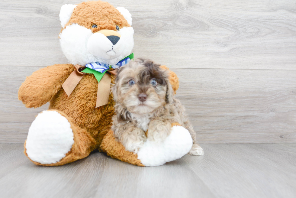 Little Havanese Poodle Mix Puppy