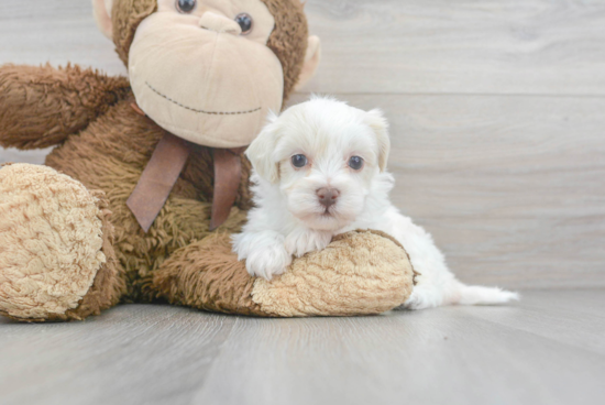 Fluffy Havapoo Poodle Mix Pup