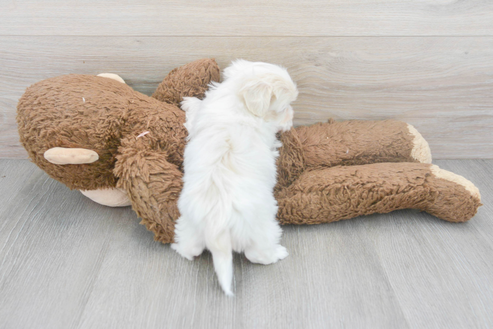 Energetic Havanese Poodle Mix Puppy