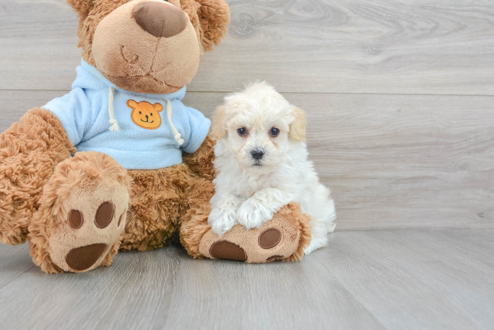 Smart Havapoo Poodle Mix Pup