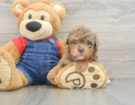 8 week old Havapoo Puppy For Sale - Premier Pups